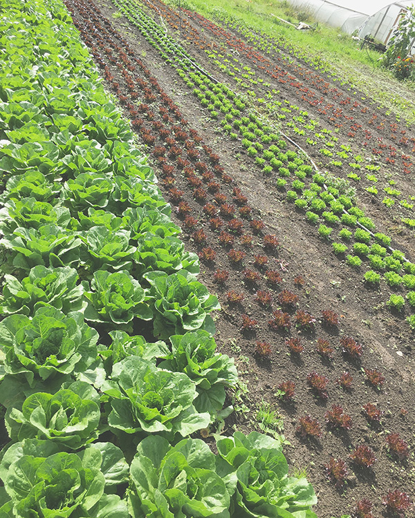 Lettuce Rows