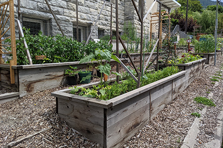 Nelson Community Food Centre - Garden Program